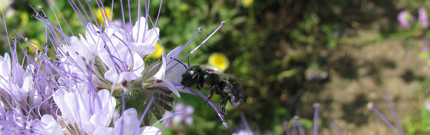 Mason Bees